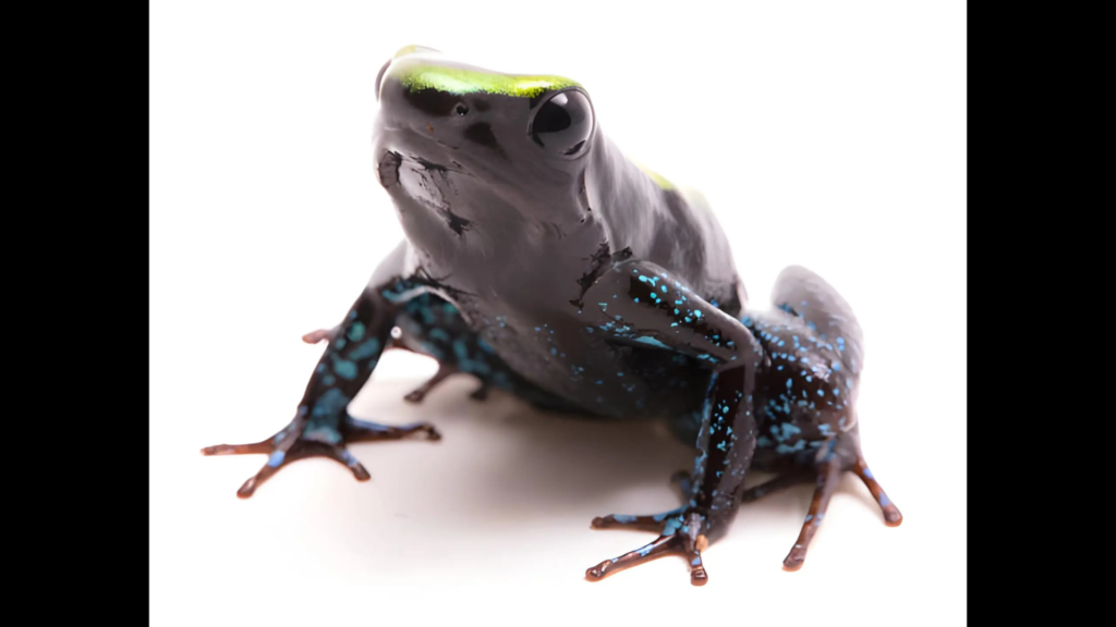 A Black-legged poison dart frog (Phyllobates bicolor) featuring its bright orange-yellow body and contrasting dark black or blue-tinted legs, a highly toxic species of poisonous frogs found in Colombia.