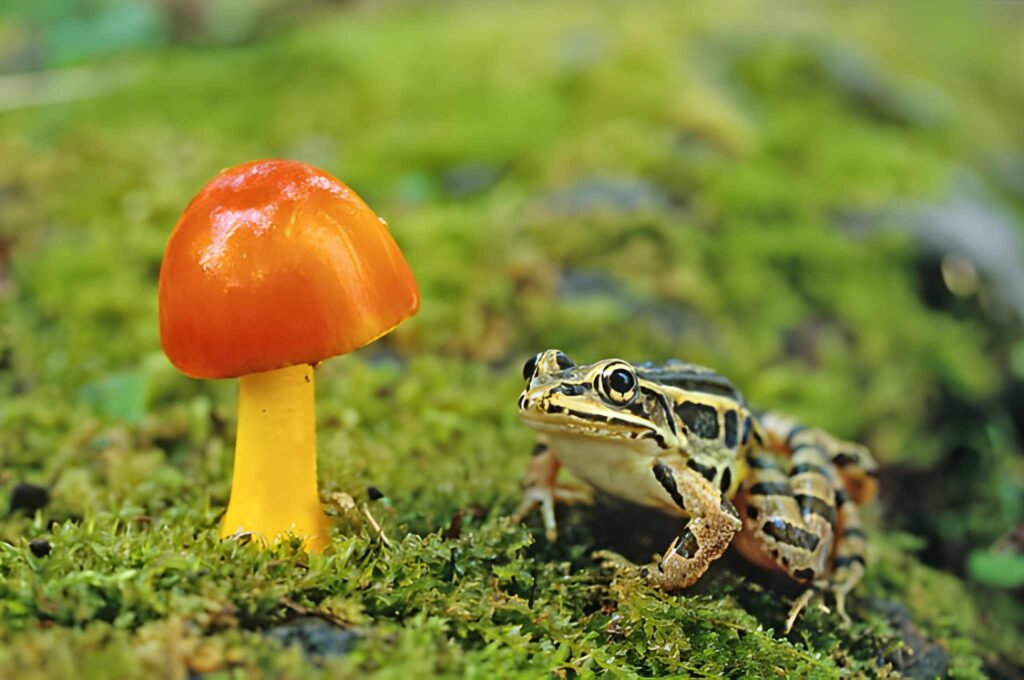 A Pickerel frog (Lithobates palustris) showing its distinctive two rows of square-shaped dark spots, known as one of the few poisonous frogs native to North America.