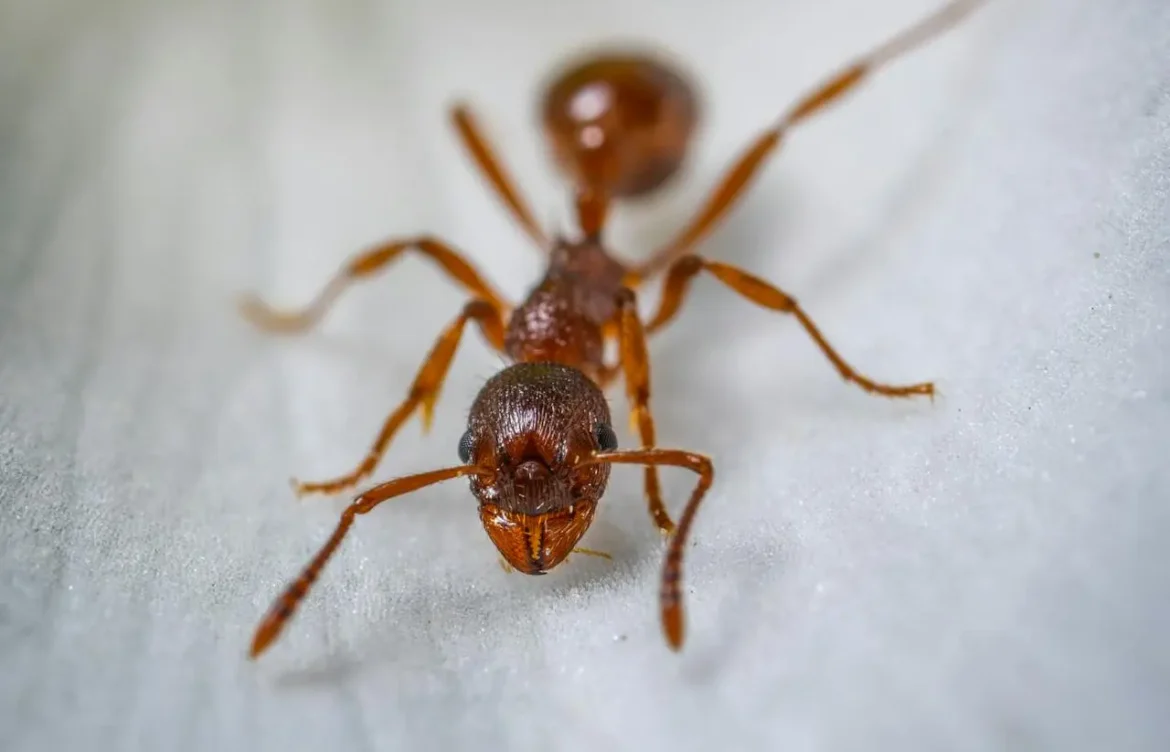 How Strong Are Ants? Ant vs Human Strength Explained