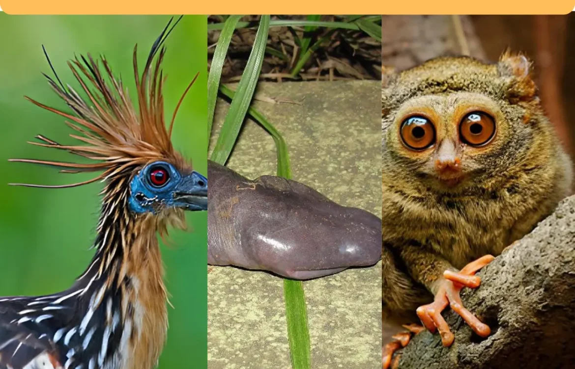 30 Weirdest Animals That Actually Exist | You Won’t Believe