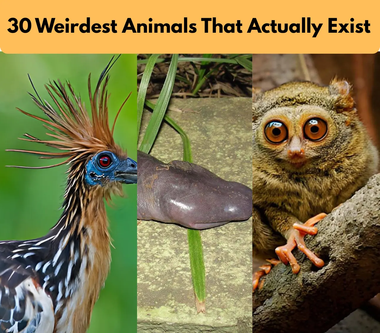 30 weirdest Animals in the world