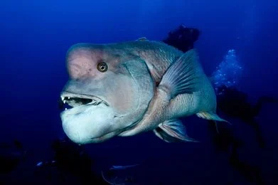 A side profile of a colorful parrotfish, showcasing the physical beauty of a species known for parrotfish transformation.