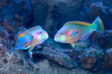 A teal and pink parrotfish swimming over the reef, illustrating how animals that change gender adapt to their environment.