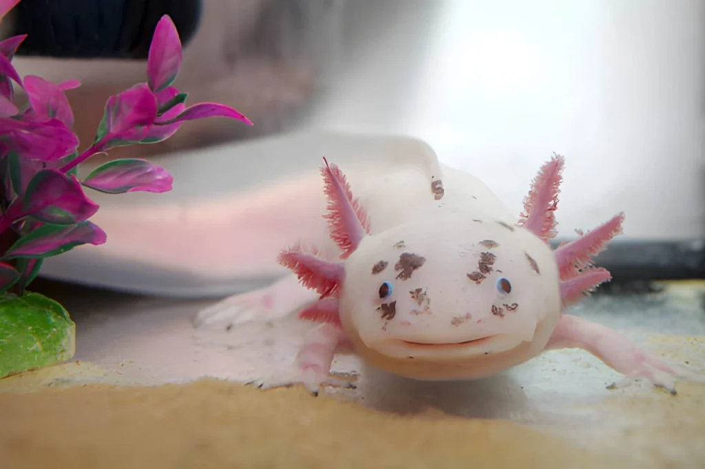 A front-facing macro shot of an axolotl’s face. Its wide mouth gives it a smiling expression, flanked by three pairs of frilly pink gill stalks and tiny dark eyes.