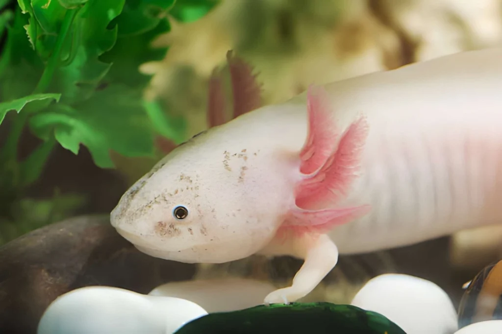 A side profile of a pale pink axolotl with translucent skin, featuring its iconic feathery red external gills and small, delicate limbs as it glides through clear water.