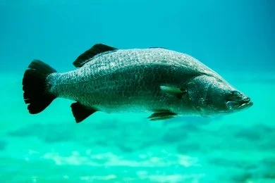 A large silver Barramundi swimming in clear turquoise water, a fish species that commonly starts life as a male and later becomes female.