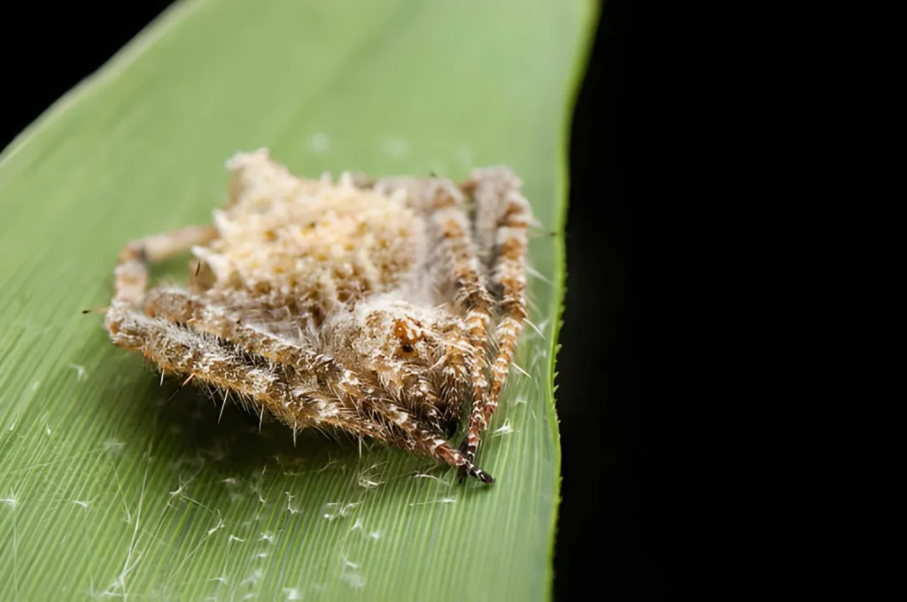 A top-down view of a Bird-Dropping Spider resting on a green leaf. Its body is lumpy, white, and brownish-black, perfectly mimicking the appearance and texture of fresh bird droppings to hide from predators.