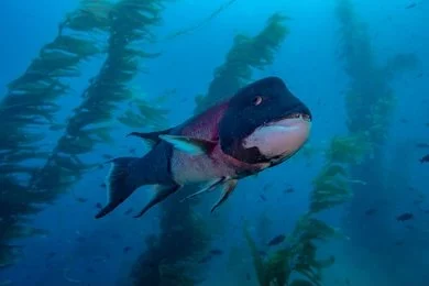 A male California Sheephead swimming through a kelp forest, showing the distinct black and pink coloring typical after its gender transformation.