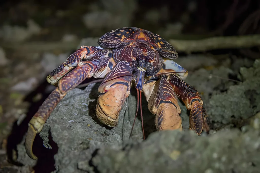 A close-up shot of a Coconut Crab on the ground, using its massive, serrated front claws to tear through the tough husk of a fallen coconut to reach the white meat inside.