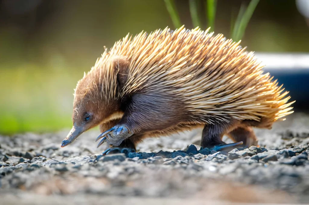 A short-beaked echidna with brown fur and sharp, cream-colored spines walking across a rocky ground. It has a long, slender snout pointed toward the earth.