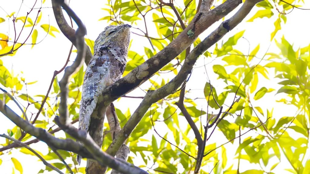 A Great Potoo perched vertically on top of a broken tree stump. Its mottled grey, brown, and white feathers blend perfectly with the bark, making the bird look like a natural extension of the tree.