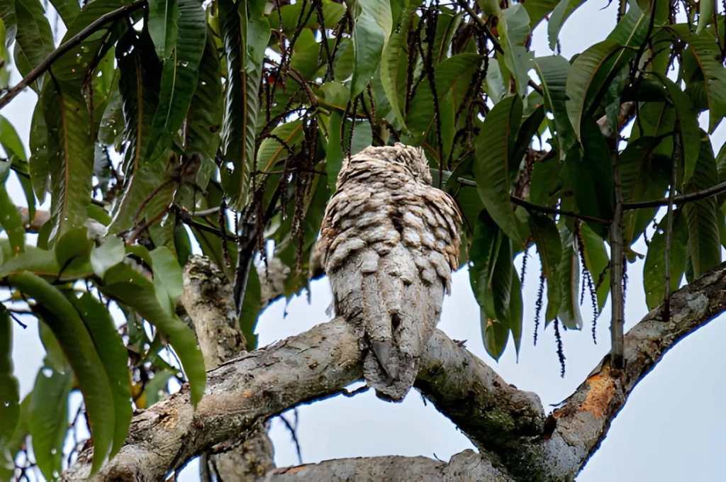 A front-facing close-up of a Great Potoo’s face. It has massive, bright yellow eyes and a wide, slit-like mouth, giving it a surprised or comical expression against its textured feathers.