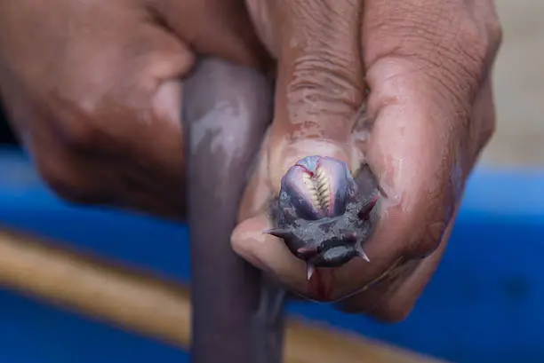 A close-up view of a person holding a hagfish, showing its unique, jawless mouth with rows of sharp, horn-like teeth used for rasping.