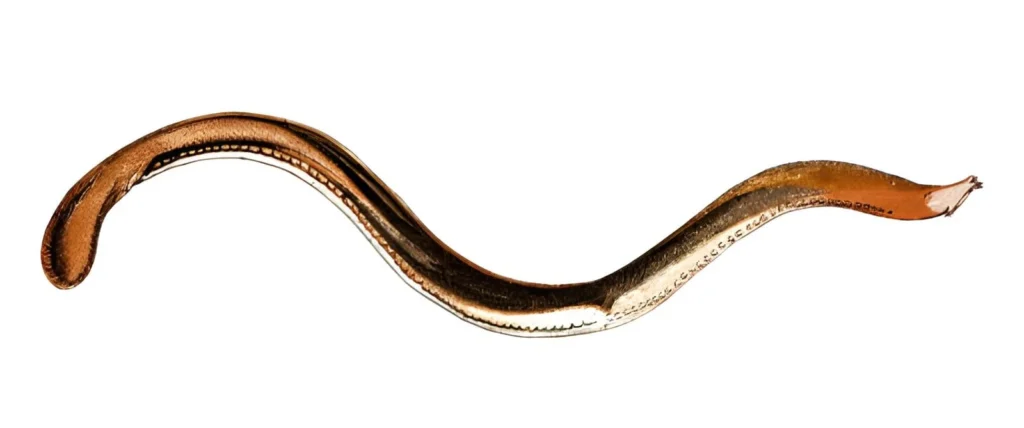 A full-length view of a long, slender, worm-like hagfish against a white background, showing its smooth, scaleless skin and tapered tail.