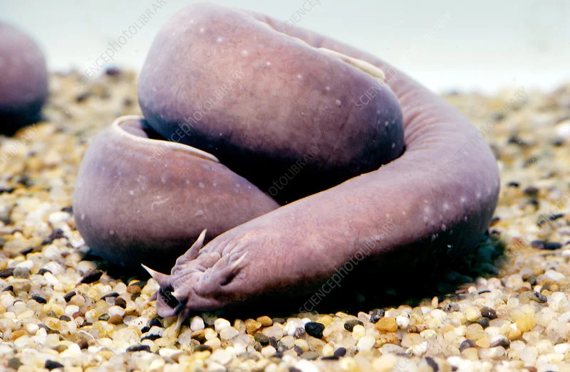 A fleshy, pinkish-grey Pacific hagfish coiled in a loop on a seabed of small pebbles and sand. It has a primitive, eel-like body with no visible eyes or fins.