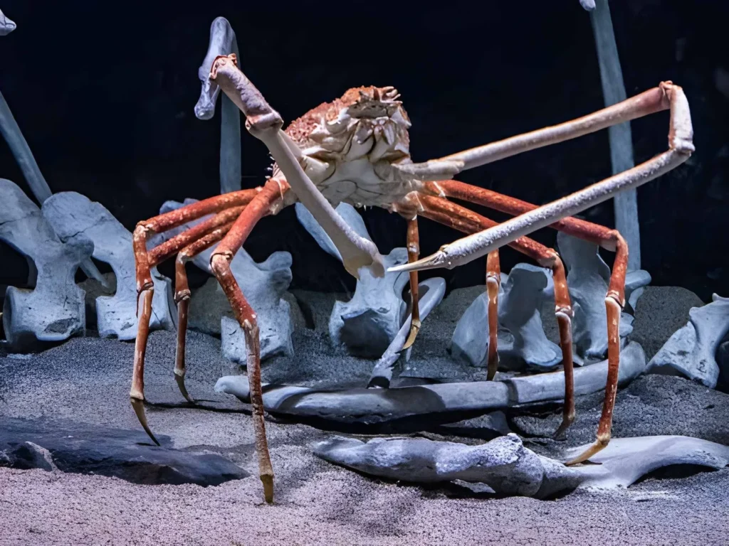 A giant Japanese Spider Crab in a large aquarium tank, spreading its long, spindly legs. The crab's orange and white armored body is dwarfed by its massive, thin legs that stretch several feet in every direction.