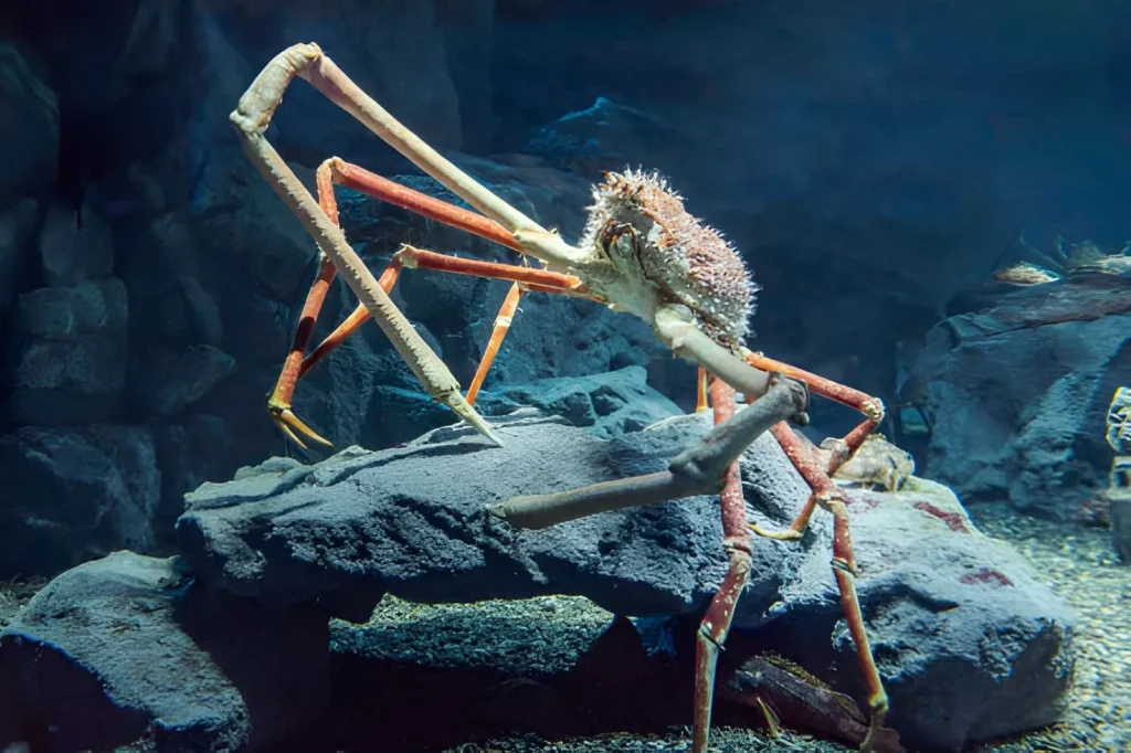 A detailed shot of the front pincers (chelae) of a Japanese Spider Crab. The claws are long and slender but tipped with sharp, powerful points used for scavenging on the ocean floor.