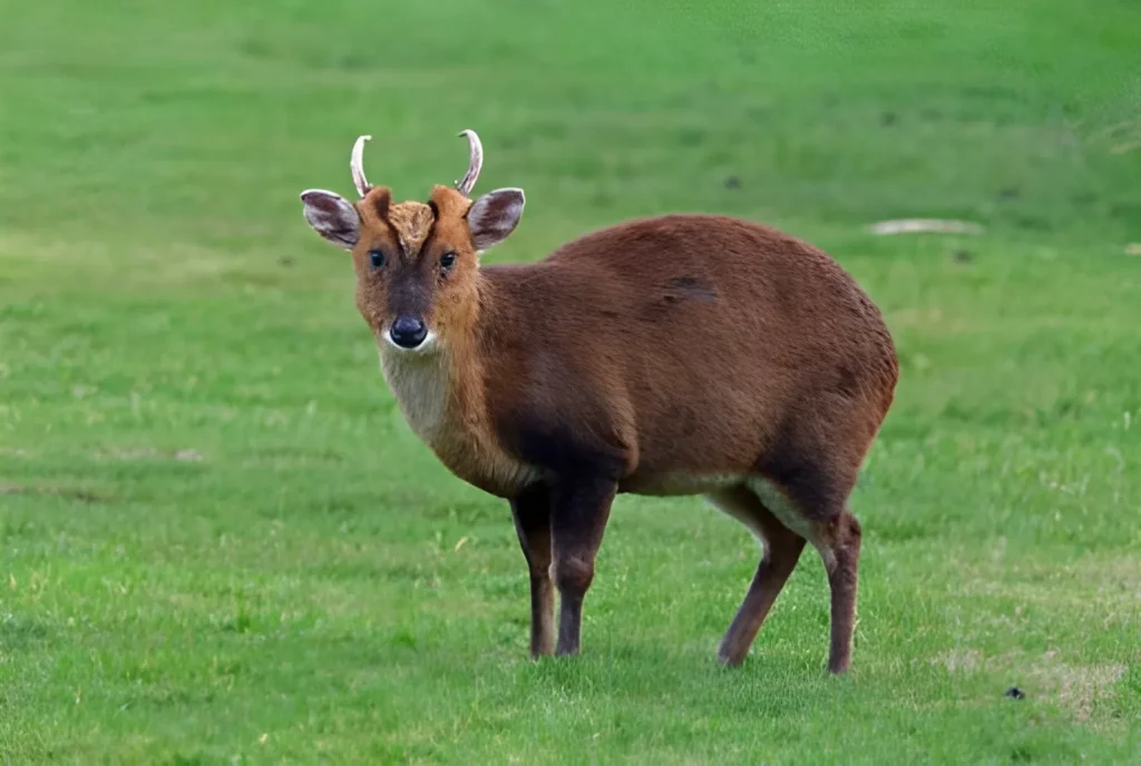 A close-up shot of a Muntjac deer's face, showing its large preorbital scent glands fully dilated near its eyes. These deep, fleshy pits give the deer a unique, multi-eyed appearance.