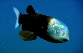 A side profile of a Pacific Barreleye fish showing its remarkable transparent, fluid-filled forehead. Inside the clear dome, two bright green, tubular eyes are visible, pointing upwards.