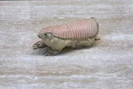 A top-down shot of a Pink Fairy Armadillo showing its unique light pink flexible shell and the thick, silky white fur protruding from underneath. The shell is attached only along the spine.