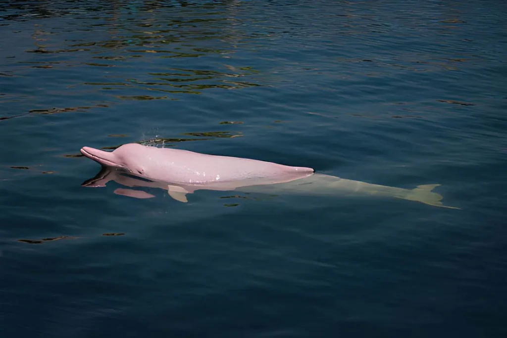 A Pink River Dolphin surfacing in the dark, "blackwater" of the Amazon River. Its distinct bubblegum-pink skin and elongated snout are visible as it rises to breathe.
