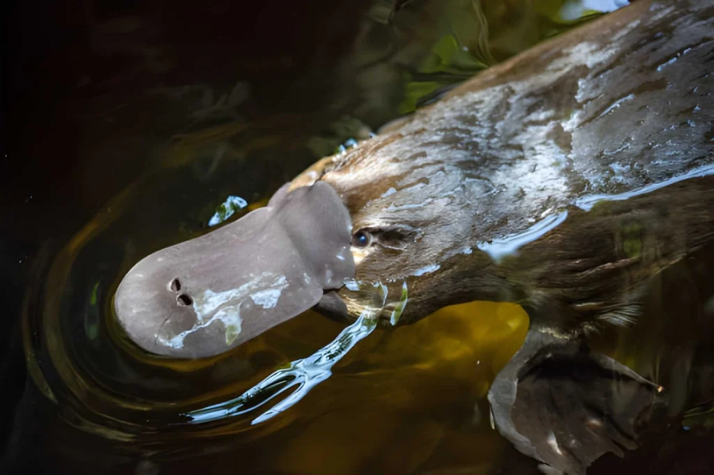 A side-view of a furry brown platypus swimming near the surface of a river. Its iconic flat, duck-like bill is visible above the water, with its webbed feet tucked in for streamlined movement.
