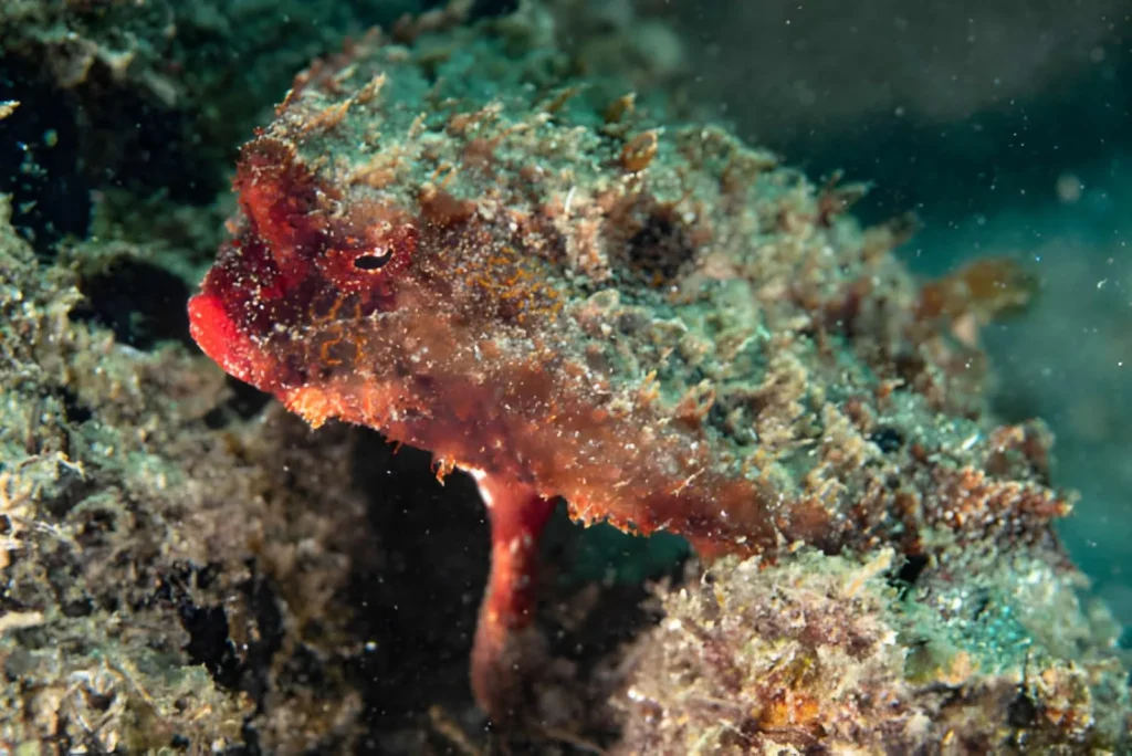 A direct front-facing shot of a Red-Lipped Batfish, highlighting its prominent, vibrant red lips, a long pointed snout, and small dark eyes on a flat, brownish body.
