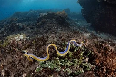 A slender blue and yellow Ribbon Eel undulating over the reef; these are well-known sex-changing fish that transition from male to female.