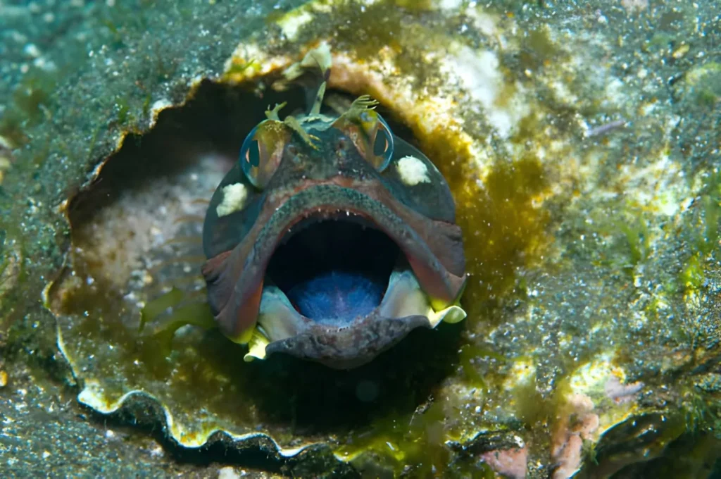 A terrifying frontal shot of a Sarcastic Fringehead with its mouth flared open, revealing a massive, colorful yellow and purple membrane that extends wide beyond its head to intimidate rivals.