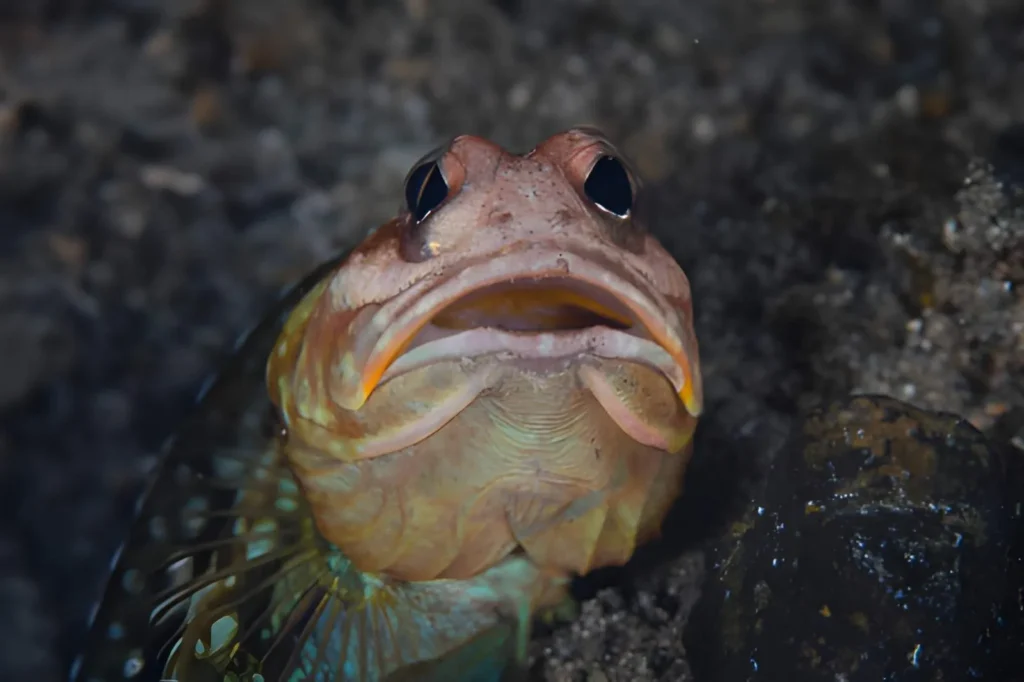 A close-up of a Sarcastic Fringehead’s head as it peeks out from its home—a discarded snail shell. Its large eyes and "fringe" (the feathery cirri above its eyes) are visible against the sandy ocean floor.