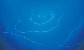 A long, thin, bioluminescent giant siphonophore arranged in a massive, delicate spiral pattern in the deep, dark blue ocean.
