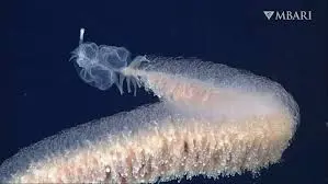Siphonophore