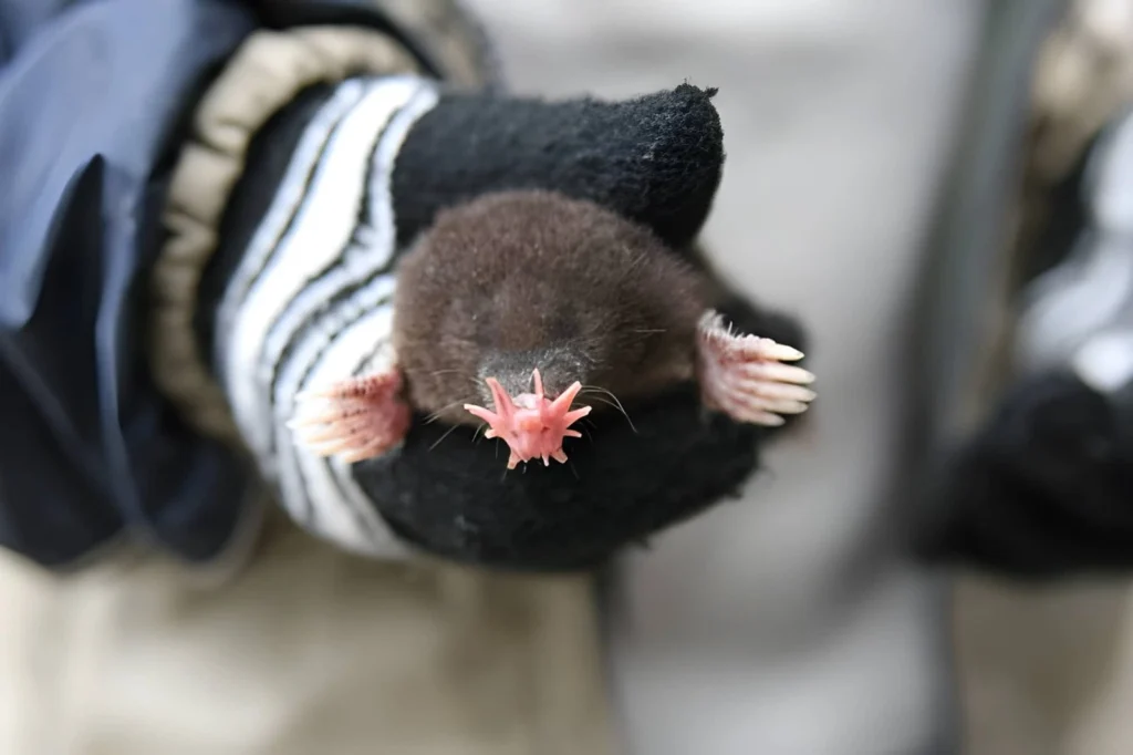 An extreme close-up of the star-nosed mole's pink, fleshy snout, featuring 22 vibrating tentacles (Eimer’s organs) arranged in a star pattern used for detecting prey by touch.