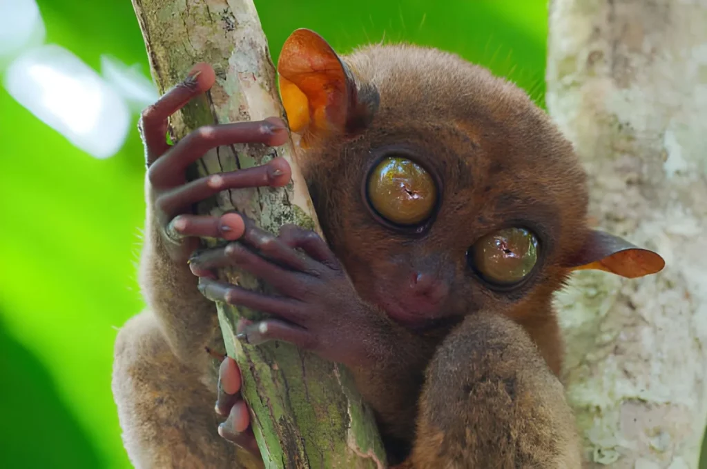 An extreme close-up of a Tarsier's face, focusing on its oversized, golden-brown eyes and small, velvety ears. Its pupils are dilated for nocturnal vision, taking up most of its face.