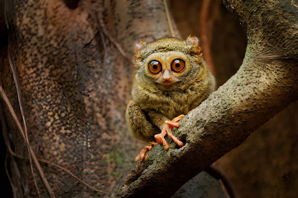A small, grey-brown Tarsier gripping a vertical branch with its long, thin fingers. Its fingers have specialized pads at the tips for better grip, and its long tail is visible hanging down.