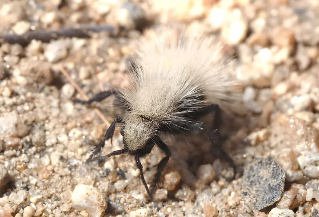 A high-contrast shot of a Thistledown Velvet Ant moving across desert sand. Its body is covered in long, dense, white hair that makes it resemble a seed from a creosote bush or a thistle.