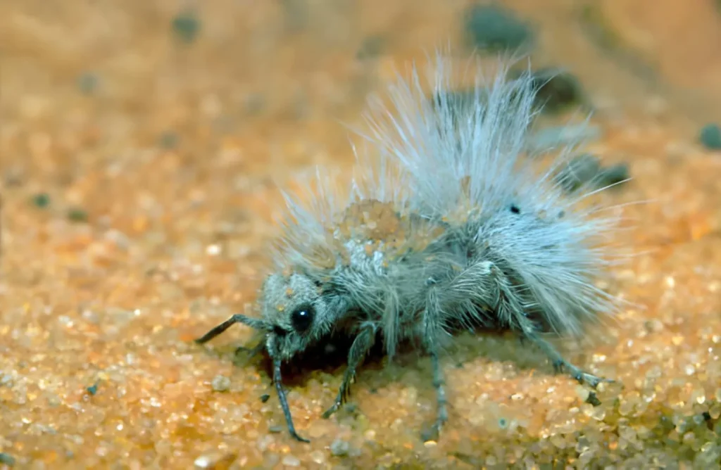 An extreme macro view of the white, hair-like bristles (setae) covering the exoskeleton of a Thistledown Velvet Ant, showing the hidden black legs and head underneath the fluff.