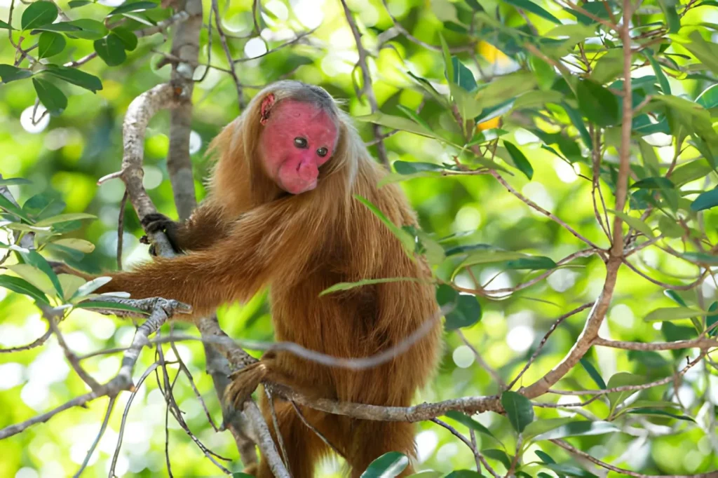 A Bald Uakari sitting on a thick jungle branch. It has a heavy, shaggy coat of white or pale fur that contrasts sharply with its bald, red head and very short, bushy tail.