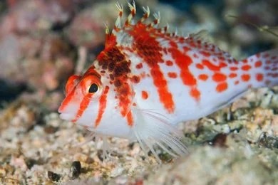 A bright red and white striped Flame Hawkfish resting on the seabed, a species known for its ability to undergo sequential hermaphroditism.