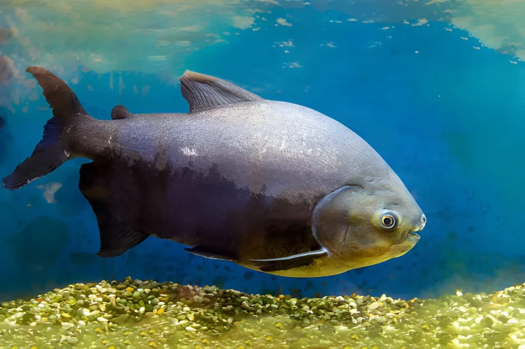 A large, dark-colored Pacu fish swimming in blue water over a gravelly seabed. The fish has a deep, laterally compressed body and is known for having teeth that resemble human teeth.