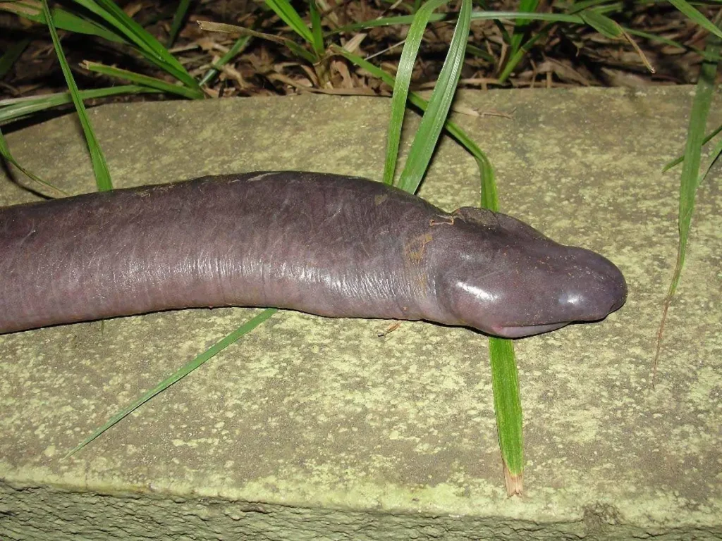 A close-up side view of a smooth, dark grey, limbless amphibian known as Atretochoana eiselti resting on a stone surface. It has a rounded head and a thick, fleshy body that resembles a large worm or snake.