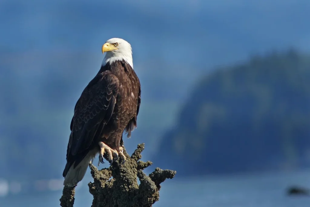 A Bald Eagle perched on a rugged branch overlooking the coast, illustrating where do golden eagles live in contrast to their bald cousins.