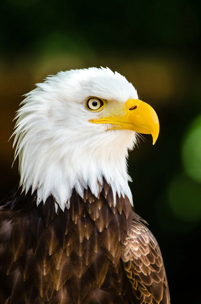 Profile view of a Bald Eagle with sharp eyes and a bright yellow beak, often compared in golden eagle vs bald eagle articles.