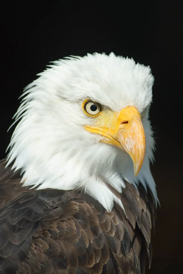 A close-up side profile of a Bald Eagle with a white head and yellow beak, highlighting the differences in a golden eagle vs bald eagle comparison.