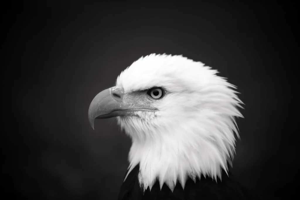 A striking black and white headshot of a Bald Eagle, useful for identifying features when researching golden eagle facts.