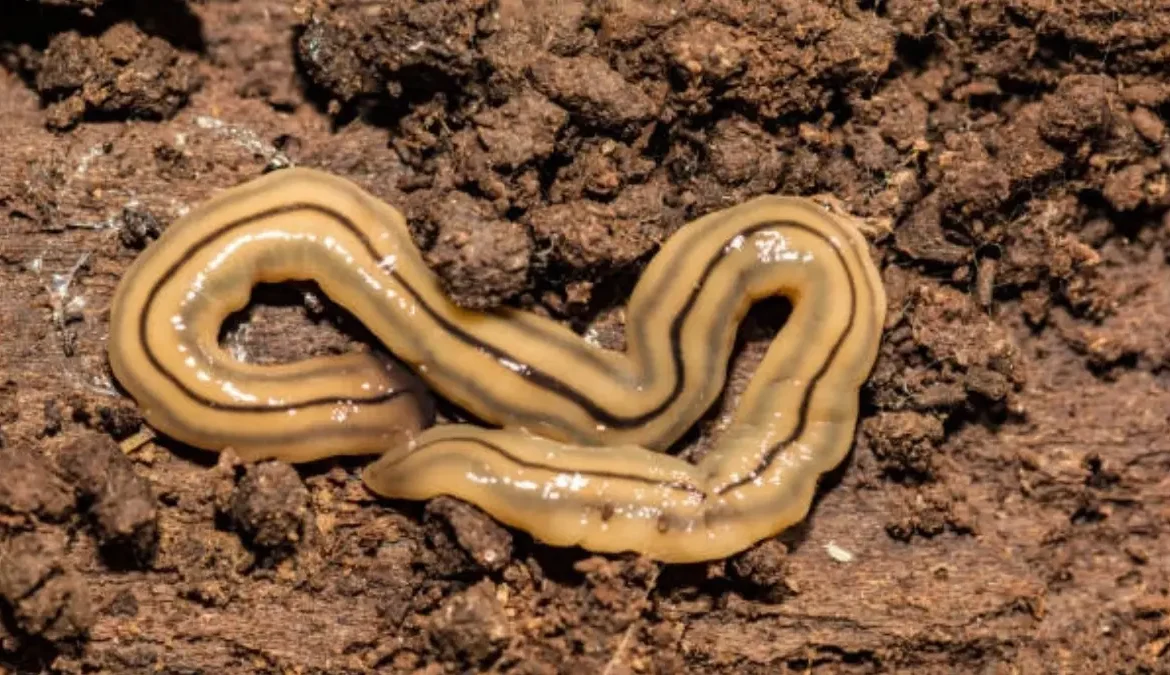 Flatworms: Nature’s Weirdest Love Story – They Literally Stab Each Other With Penises!