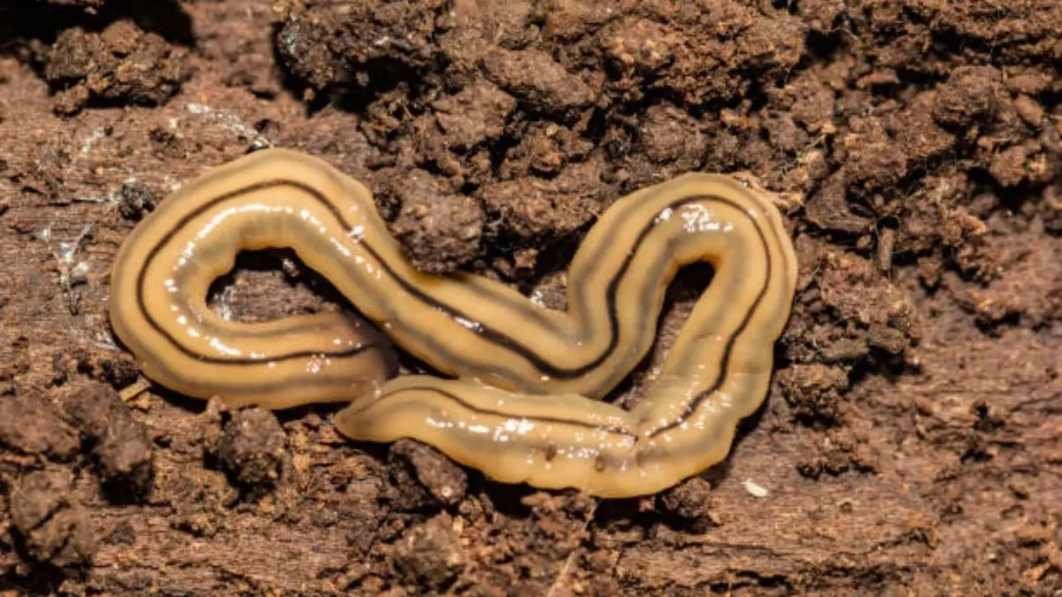 Flatworms