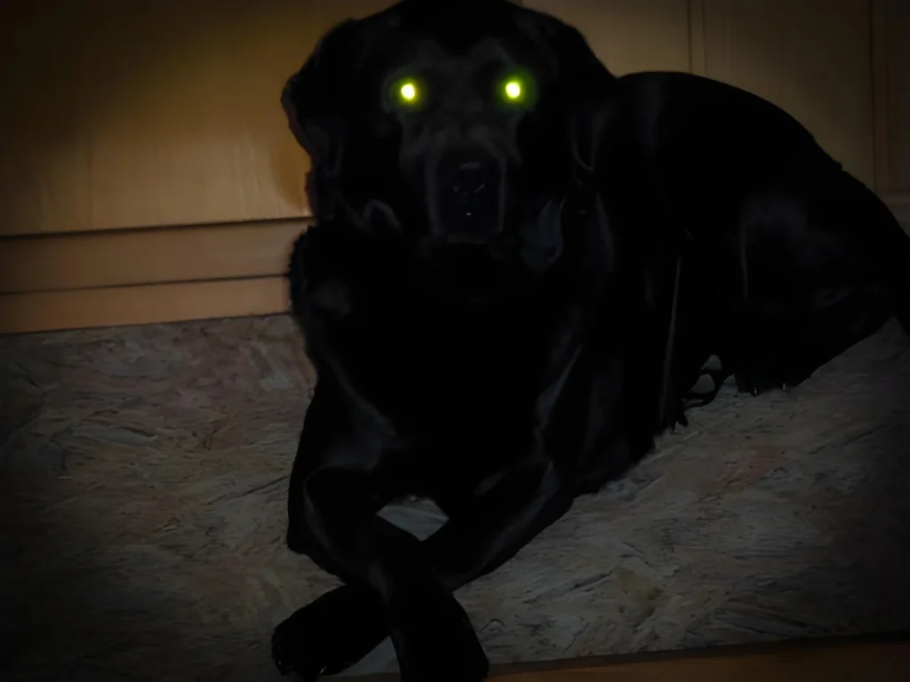 A black Labrador retriever sitting in a dark room with bright green glowing eyes caused by the tapetum lucidum.