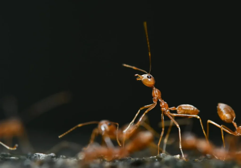 do ants dream – macro shot of red fire ants showing antenna movement during active state