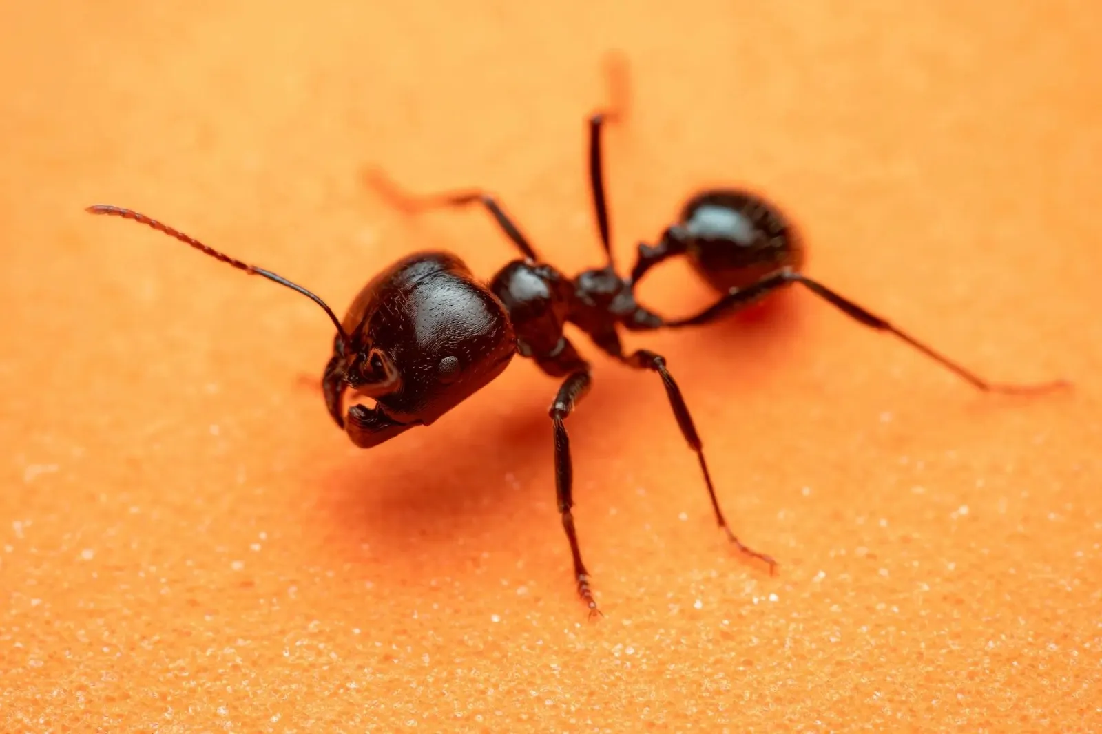 do ants sleep – close-up of a black ant on orange surface showing its resting posture